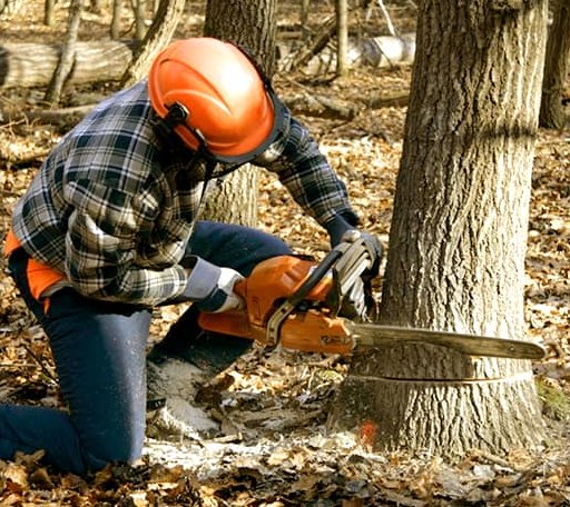 Tree Removal in Poulan, GA